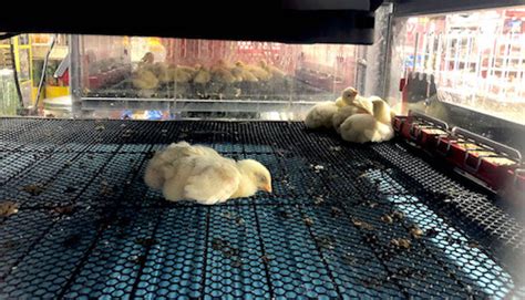 Tractor Supply Company Mistreats Baby Chicks And Ducklings