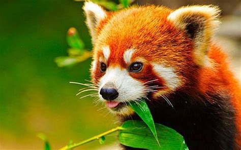 Panda Vermelho Wiki 🌎 Mundo Animal 🐯 Amino