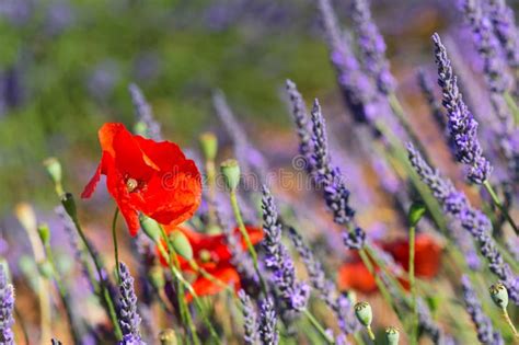 Lavender Field In France With Red Poppies Stock Image Image Of