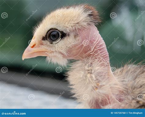 Transylvanian Naked Neck Chicken Known Turken Stock Photo My XXX Hot Girl