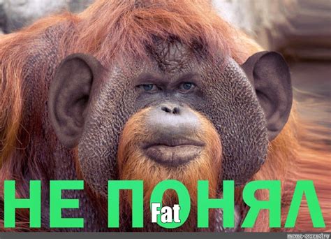 Create Meme Fat Gloating A Monkey With A Long Chin Orangutans