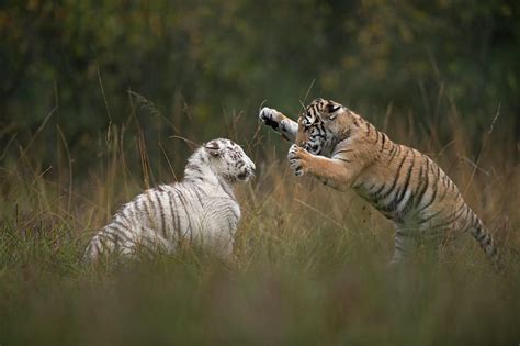 Bengal Tigers In Playful Fight Photograph By Ralf Kistowski Fine Art