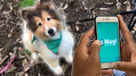 With rover, you can connect with dog owners in your local area that pay people to take their pets on a walk. Can You Make Real Money On A Dog-Walking App? - YouTube