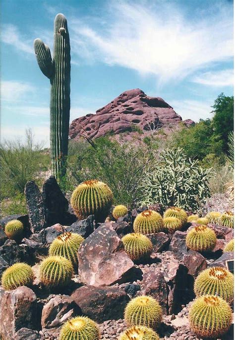 Pin By Lauren Chatelain On Phoenix Az Travel Guide Botanical Gardens