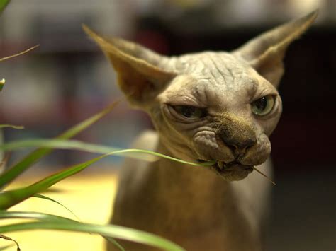 6 Frequently Asked Questions About Sphynx Cats