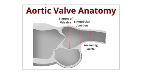 Atrioventricular Valve Function