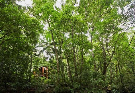 In biology, the canopy is the aboveground portion of a plant croping or crop, formed by the collection of individual plant crowns. Jungle Book Your Hotel | HuffPost
