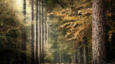 Forest Pathway Between Long Trees During Fall HD Nature ...