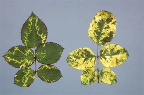 Vibrant green tea blended with rose petals and tropical fruits for a bold taste sensation. 5. Diseases and Disorders | NC State Extension Publications