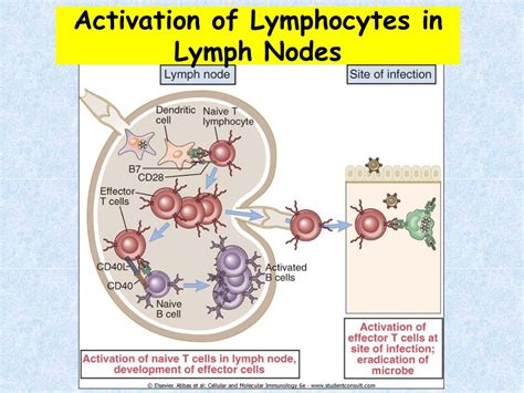 Ppt Lymphocyte Activation And Immune Tolerance Powerpoint Presentation