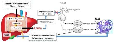 Ijms Free Full Text Sex Hormone Binding Globulin Shbg As An Early