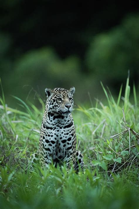 Jaguar Sitting In Tall Grass Facing Right Photograph By Ndp Pixels
