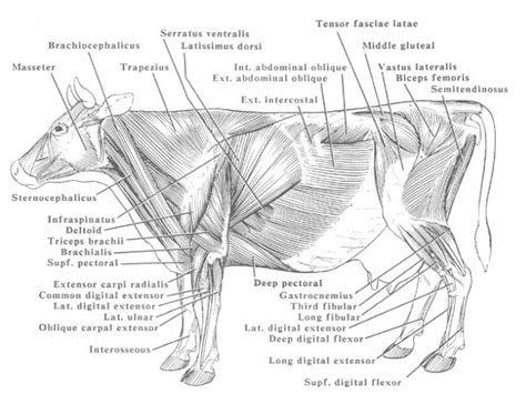 Muscles Of The Bovine