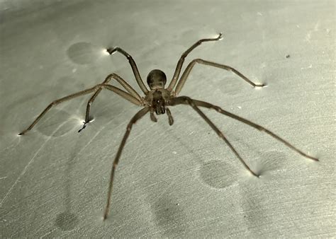 Loxosceles Recluse Spiders In Prescott Arizona United States