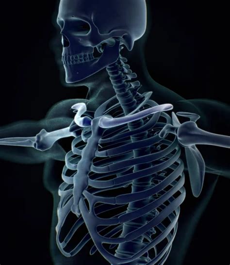 Human Collar Bones Anatomy Model Stock Photo By ©anatomyinsider 146519617
