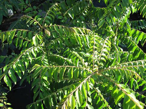 Curry Leaf Tree Just Fruits And Exotics