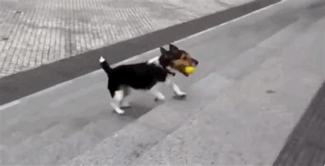 10 Dogs Who Dont Need Humans To Make Fetch Happen Barkpost