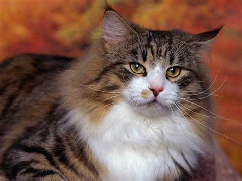 The Norwegian Forest Cat Breed