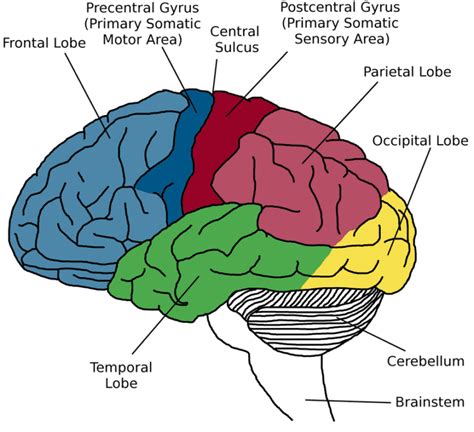 Illustration Identifying Gray Matter Areas Of The Brain Surface The