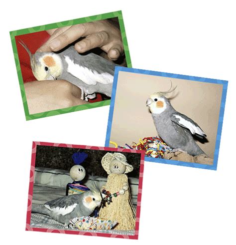 Crafted Mollys Bird Toys At Celltei