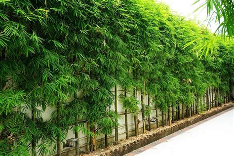 It may not grow as tall as other plants in this list, but it is ideal for privacy plants in planter boxes and not directly planted in yard soil. What Bamboo Is Best for Privacy Screens? | Bamboo Plants HQ