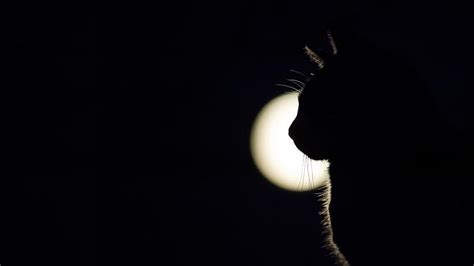 Hd Wallpaper Cat Full Moon Black Darkness Moonlight Silhouette