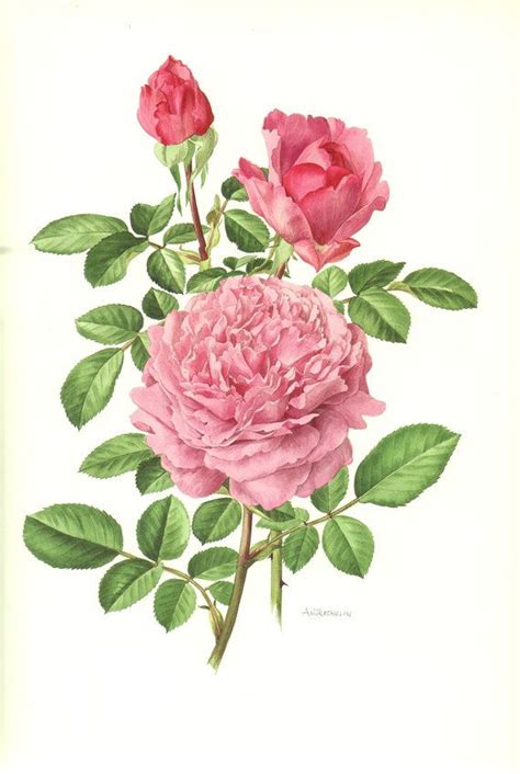 Pink Rose Print 1985 Vintage Rose Art Print Vintage Etsy In 2021
