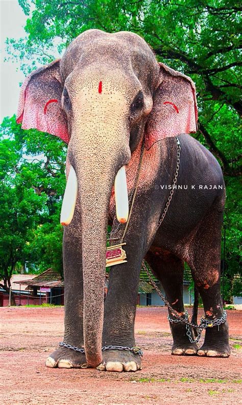 Kerala Elephant Wallpaper Hd
