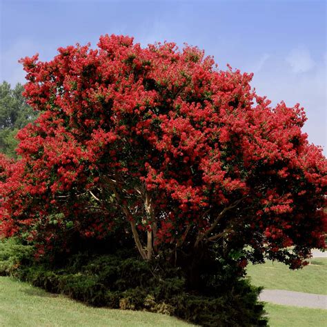 Red Rocket Crape Myrtle Trees For Sale