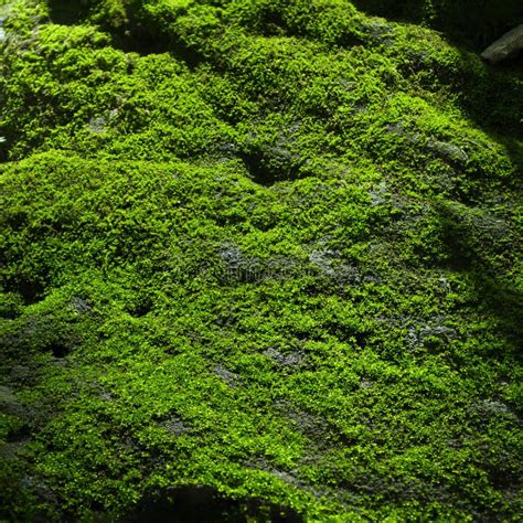 Green Moss On The Rock Stock Photo Image Of Moss Abstract 43307296