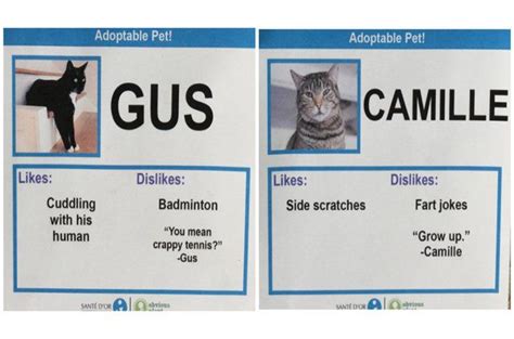 Hilarious Cat Adoption Profiles Will Make You Do A Spit Take In 2023