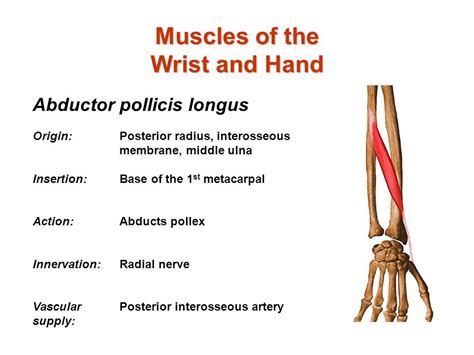 Muscle of the hand.posterior view. Abductor Pollicis Brevis, Origin, Insertion,Action, Exercise