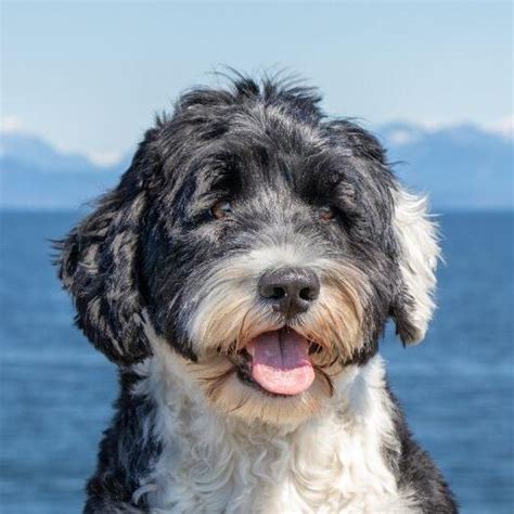 Portuguese Water Dog Breed Information Purina