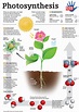 Infographic: Photosynthesis for Kids - KIDS DISCOVER