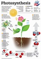 Lesson How Plants Make Food- Photosynthesis | BetterLesson