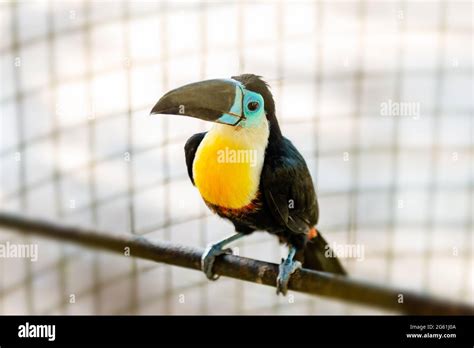 Toucan Tropical Bird In Captivity Caged Endangered Species Beautiful