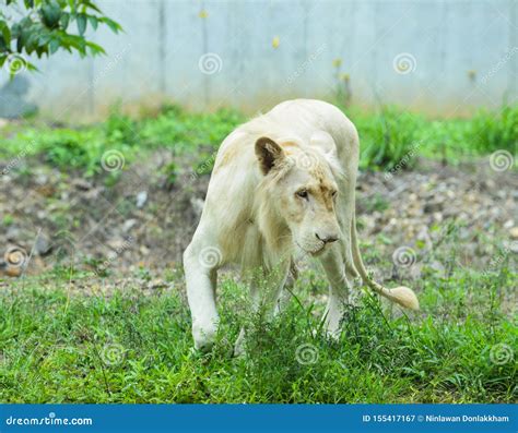 Leão Branco Transvora Panthera Leo Krugeri Imagem De Stock Imagem De