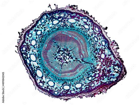 Cross Section Cut Slice Of Plant Stem Under The Microscope