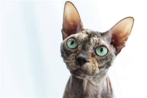Premium Photo Portrait Of Smart Donskoy Sphynx Cat At Home