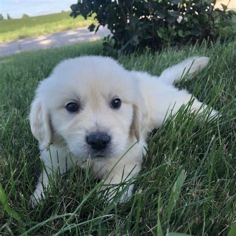 The golden retriever is a large sized, energetic breed, serving as efficient gun dogs used for retrieving waterfowl and game birds. Purebred Golden Retriever Puppies For Sale - USA |Canada ...