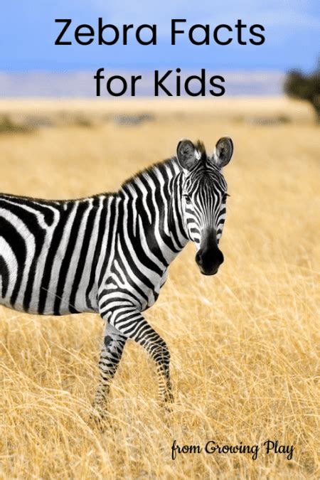 Zebra Facts For Kids Growing Play