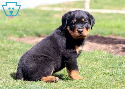 I have an upcoming liter in february 2021. Coop | Rottweiler Puppy For Sale | Keystone Puppies