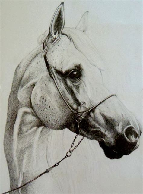 Follow along to learn how to draw a horse easy, step by step art tutorial. Horse Drawing Head at GetDrawings | Free download