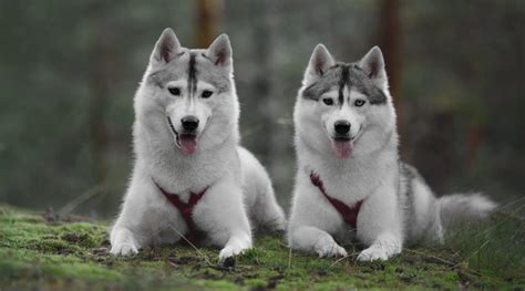 Are Siberian Huskies Wolf Dogs