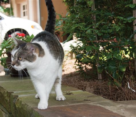Vet Tips When Not To Leave Your Cat Outdoors