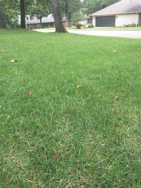 Native to east asia, when grown in the right climate, it is a lawn for we mean plugging zoysia turf. Zoysia with yellow blades | LawnSite™ is the largest and most active online forum serving green ...