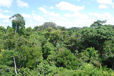 Travel Discover Amazon Rainforest South America