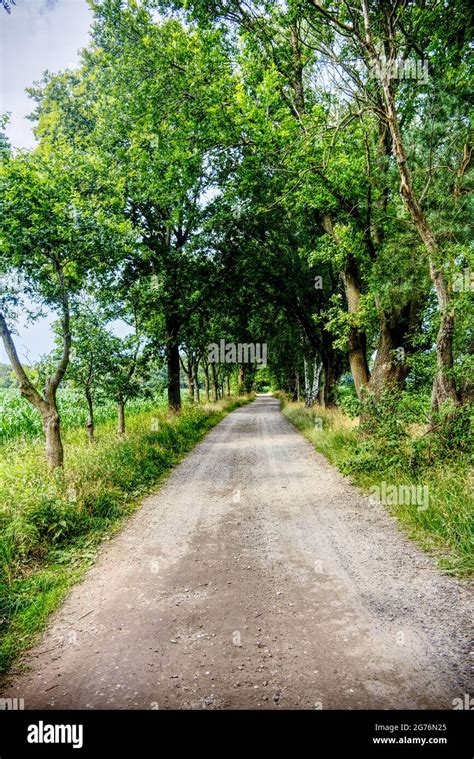 Tree Lined Dirt Road Hi Res Stock Photography And Images Alamy