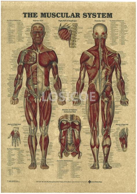 Free Printable Anatomy Posters Printable Templates