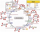 El Ciclo de Krebs - CURSO DE BIOQUÍMICA - Paradigmia